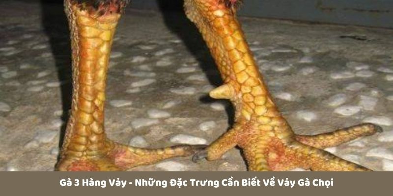 Gà 3 hàng vảy và những đặc trưng cần biết