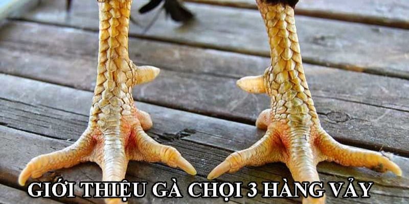 Giới thiệu về gà 3 hàng vảy